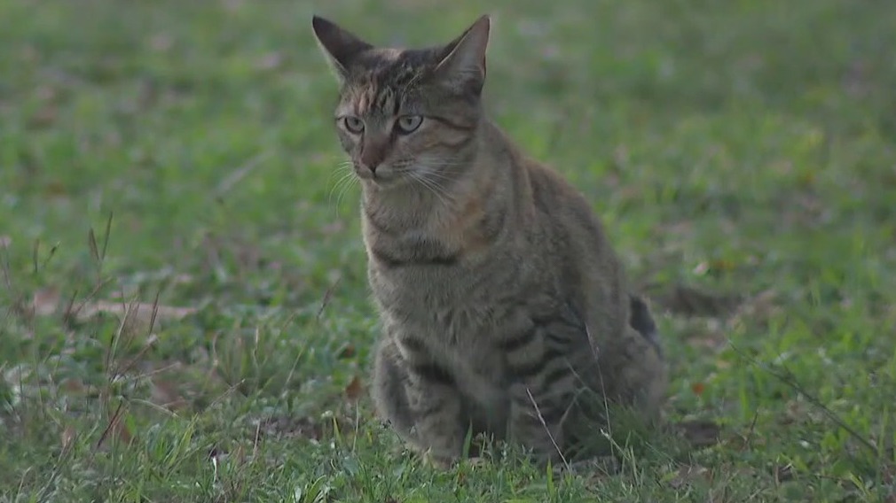 Feral cats in Granite Shoals